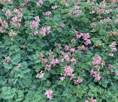 Dicentra x Pink Diamonds - Fern-leaved Bleeding Heart