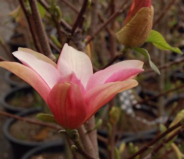 Magnolia x 'Daybreak'