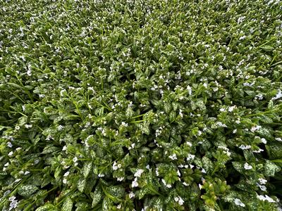 Pulmonaria x 'Sissinghurst White' - Lungwort from Pleasant Run Nursery