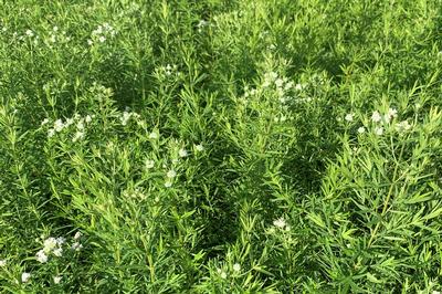 Pycnanthemum virginianum - Mountain Mint from Pleasant Run Nursery