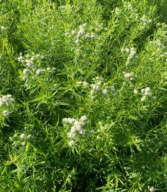 Pycnanthemum virginianum - Mountain Mint from Pleasant Run Nursery