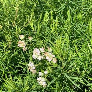 Pycnanthemum tenuifolium 