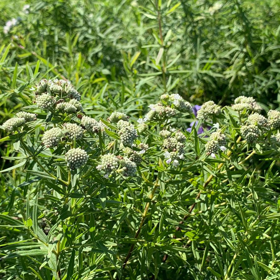 Pycnanthemum virginianum - Mountain Mint from Pleasant Run Nursery