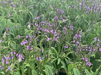 Verbena hastata 