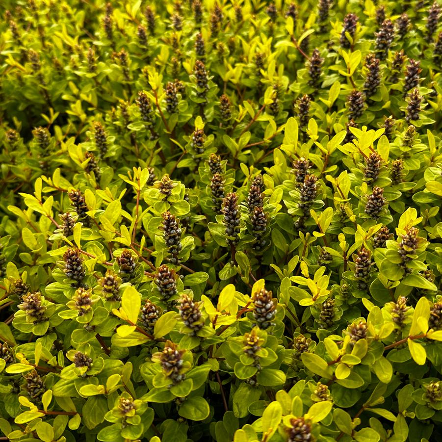 Ajuga reptans Feathered Friends 'Cordial Canary' - Bugleweed from Pleasant Run Nursery