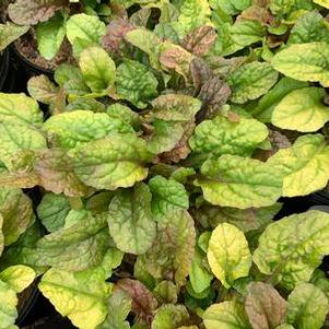 Ajuga reptans Feathered Friends™ 'Parrot Paradise'