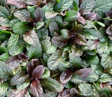 Ajuga reptans Feathered Friends 'Fierce Falcon' - Bugleweed from Pleasant Run Nursery