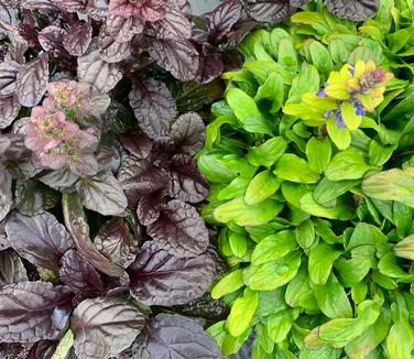 Ajuga reptans Feathered Friends 'Fierce Falcon' (on left)