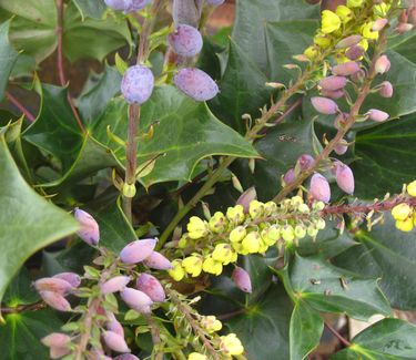 Mahonia bealei - Leatherleaf Mahonia