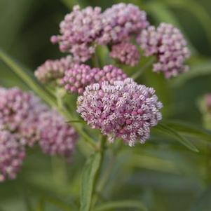 Asclepias incarnata Cinderella