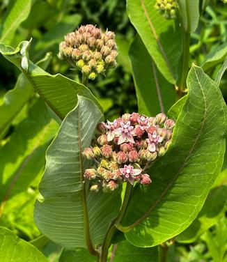 Asclepias syriaca - Common Milkweed from Pleasant Run Nursery