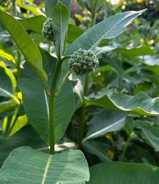 Asclepias syriaca - Common Milkweed from Pleasant Run Nursery