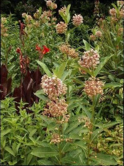 Asclepias syriaca 