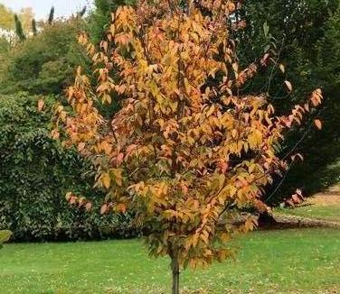 Carpinus caroliniana Rising Fire® - American Hornbeam (Photo J Frank Schmidt & Sons)