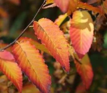 Carpinus caroliniana Rising Fire® - American Hornbeam (Photo J Frank Schmidt & Sons)