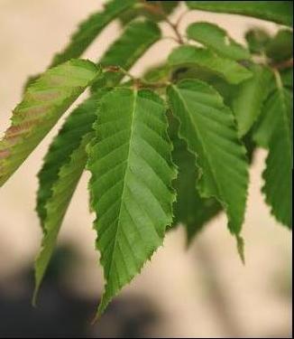 Carpinus caroliniana Rising Fire® - American Hornbeam (Photo J Frank Schmidt & Sons)