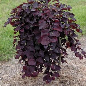 Cercis canadensis Ruby Falls