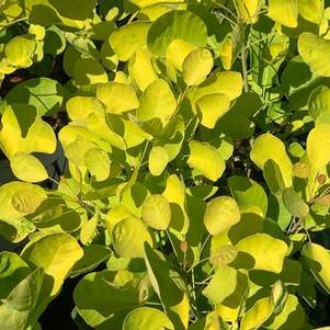 Cotinus coggygria WineCraft Gold®