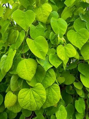 Cercis canadensis Golden Falls® - Eastern Redbud from Pleasant Run Nursery