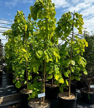 Cercis canadensis Golden Falls® - Eastern Redbud from Pleasant Run Nursery