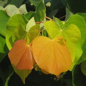 Cercis canadensis The Rising Sun™