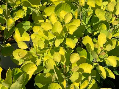 Cotinus coggygria WineCraft Gold - Smokebush from Pleasant Run Nursery