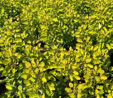 Cotinus coggygria WineCraft Gold - Smokebush from Pleasant Run Nursery