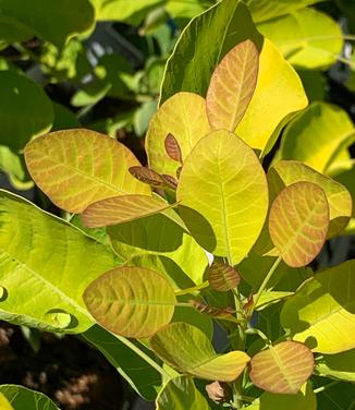 Cotinus coggygria WineCraft Gold - Smokebush from Pleasant Run Nursery