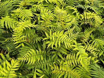 Dryopteris wallichiana 'Jurassic Gold' - Wallich's Wood Fern from Pleasant Run Nursery