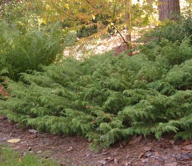 Microbiota decussata (@ Duke Gardens, NC)