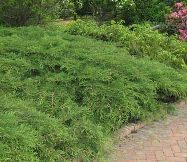 Microbiota decussata - Russian Arborvitae (@ Tower hill)