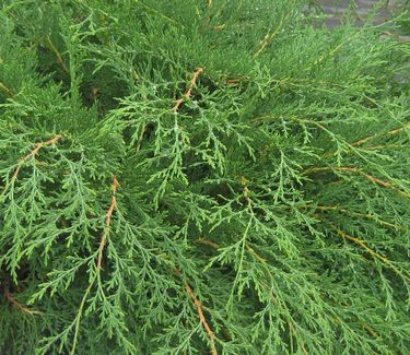 Microbiota decussata - Russian Arborvitae 