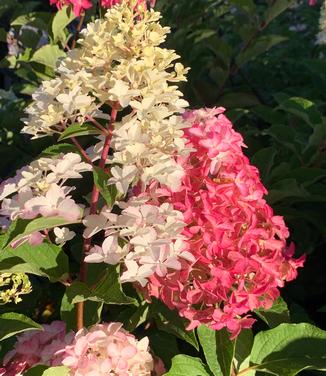 Hydrangea paniculata Berry White - Hardy Hydrangea from Pleasant Run Nursery