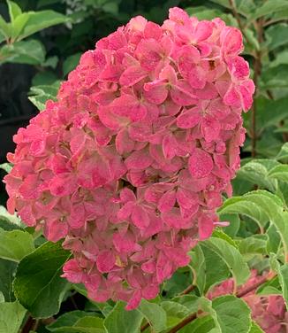 Hydrangea paniculata Berry White - Hardy Hydrangea from Pleasant Run Nursery