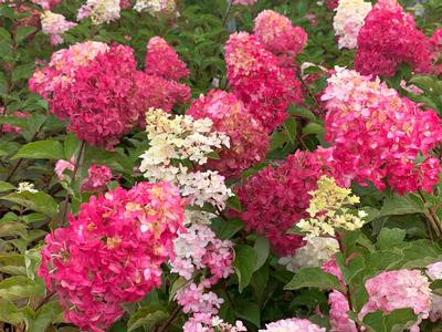 Hydrangea paniculata Berry White - Hardy Hydrangea from Pleasant Run Nursery