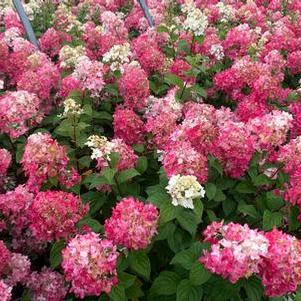 Hydrangea paniculata Fire Light®