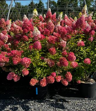 Hydrangea paniculata Berry White� - Hardy Hydrangea from Pleasant Run Nursery