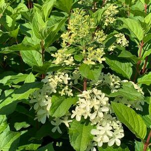 Hydrangea paniculata Quick Fire Fab®