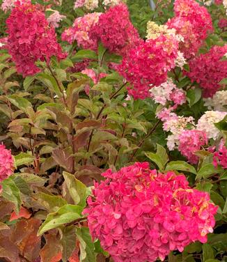 Hydrangea paniculata Berry White - Hardy Hydrangea from Pleasant Run Nursery