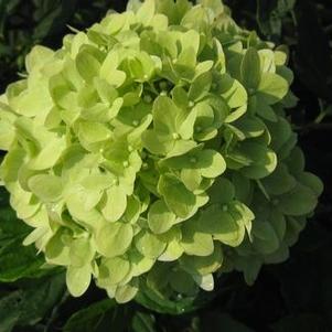 Hydrangea paniculata Little Lime®