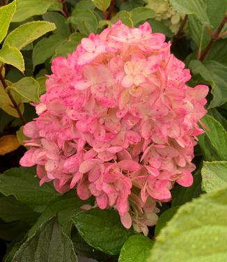 Hydrangea paniculata Limelight Prime - Hardy Hydrangea from Pleasant Run Nursery