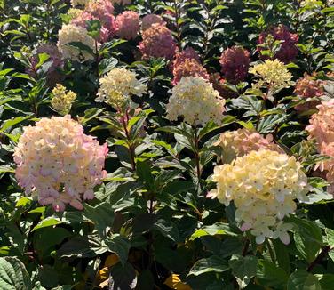 Hydrangea paniculata Limelight Prime - Hardy Hydrangea from Pleasant Run Nursery