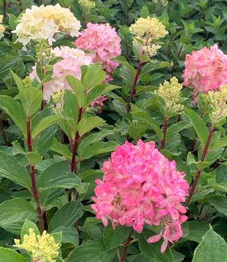 Hydrangea paniculata Limelight Prime - Hardy Hydrangea from Pleasant Run Nursery