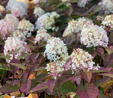 Hydrangea paniculata Quick Fire Fab - Hardy Hydrangea from Pleasant Run Nursery