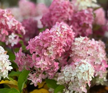 Hydrangea paniculata Quick Fire Fab® - Hardy Hydrangea from Pleasant Run Nursery