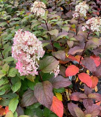 Hydrangea paniculata Quick Fire Fab - Hardy Hydrangea from Pleasant Run Nursery