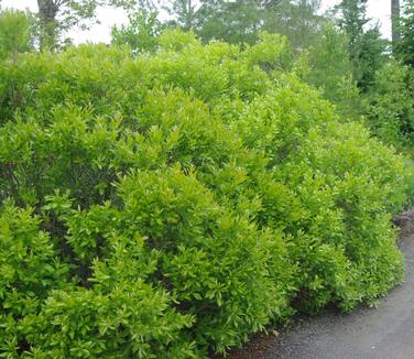 Myrica pensylvanica (@ Maine Bot Garden)