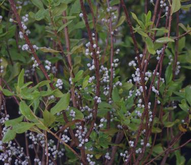 Myrica pensylvanica