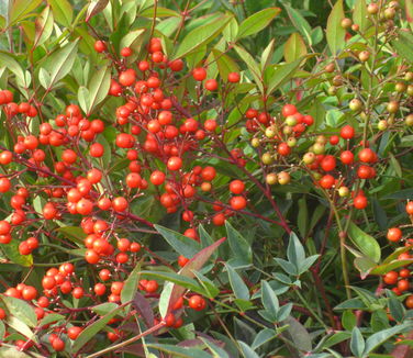 Nandina domestica - Heavenly Bamboo