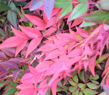 Nandina domestica